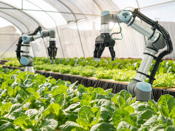 Two robotic arms picking lettuce in a greenhouse.