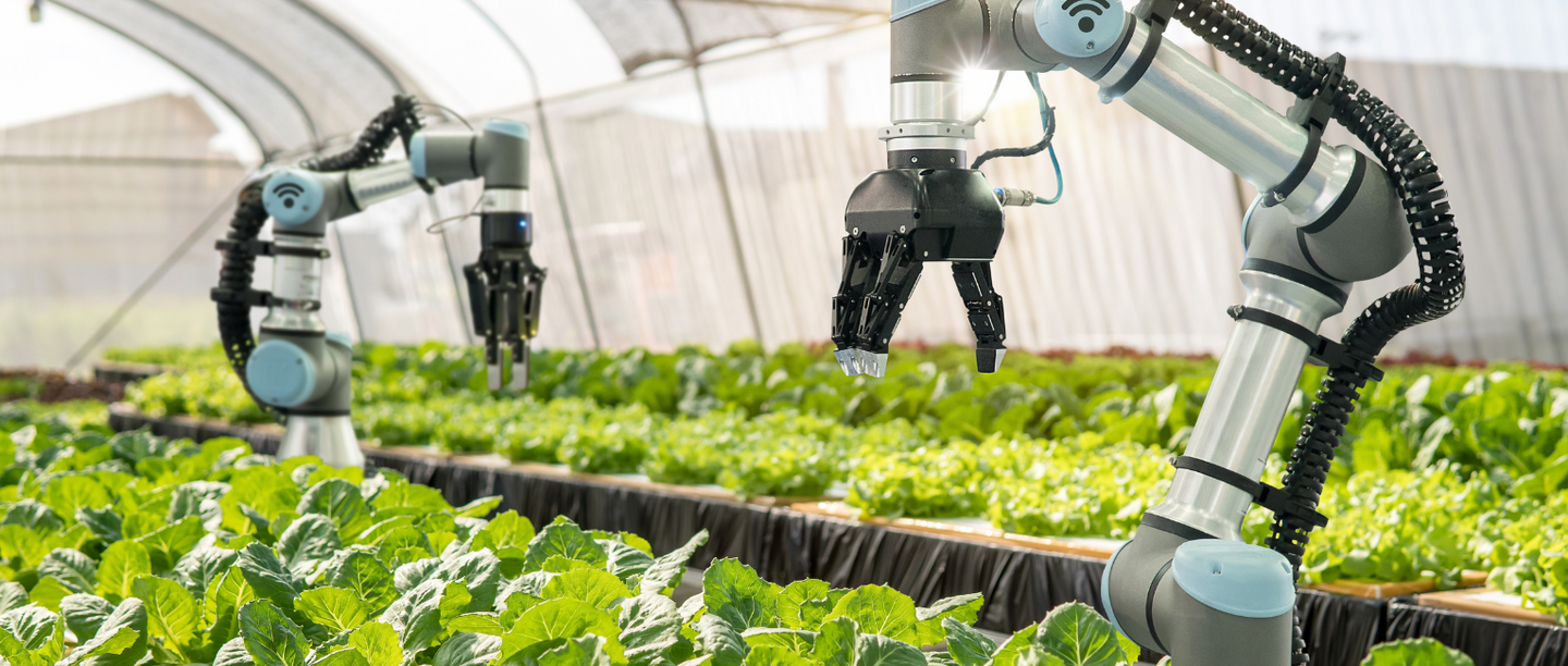 Two robotic arms picking lettuce in a greenhouse.